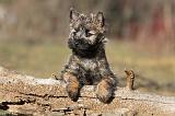 CAIRN TERRIER 346